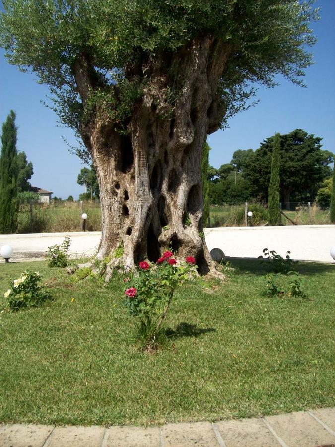 Willa Il Vivaio Tarquinia Zewnętrze zdjęcie